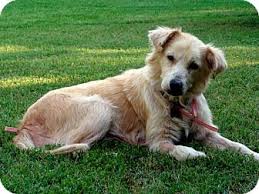 Golden retriever information including personality, history, grooming, pictures, videos, and the akc breed standard. Austin Tx Golden Retriever Meet Molly A Pet For Adoption