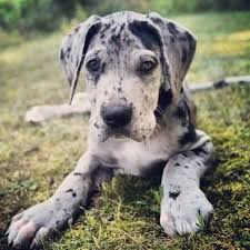 Great temperments very playful and easily taught. Blue Merle Great Dane Puppies Petsidi