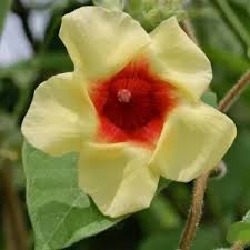Image result for Jatropha hirsuta