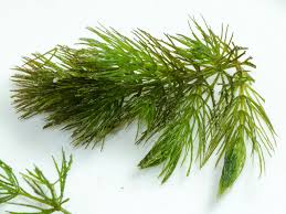 Image result for Ceratophyllaceae