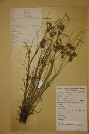 Image result for Pycreus flavescens