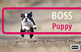 For the sake of convenience and time, processed dog food is the top choice for pet owners. The Importance Of Puppy Food Pet Health Care
