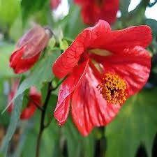 From wikipedia, the free encyclopedia. Flowering Maple Abutilon Hybridum Mix 50 Seeds