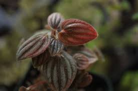 Image result for Peponium sp. A