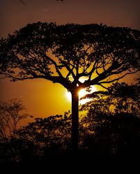 Image result for Ceiba pentandra