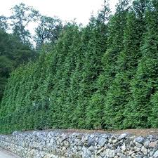 Arborvitae Growth Rate Busanamuslim Co