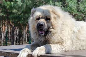 Caucasian Dog Prices In Nigeria January 2022
