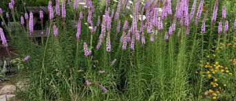 Don't throw out your special flowers! Liatris Wisconsin Horticulture