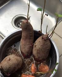 Ubi keledek boleh sahaja ditanam dalam pelbagai jenis tanah dan iklim yang berbeza. 1 867 Likes 51 Comments Nuraishah Shamsuddin Nuraishahshamsuddin On Instagram Keledek 101 Macam Mana Nak Tanam Keledek Ramai Inga Coconut Food Fruit