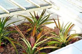 Maybe you would like to learn more about one of these? How Gardeners Managed To Grow Pineapples In England Country Gardener