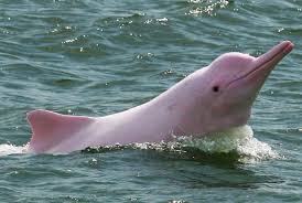 O boto-cor-de-rosa (Inia geoffrensis) é o maior golfinho de água doce do  mundo, com cerca de 2,5 m de comprimento e 160 kg. Possui olhos bem  pequenos e focinho alongado que abriga