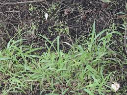 Image result for Ehrharta erecta