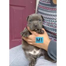 Big blue 10 blue nose pit bulls blue with white chest. Pin On Pit Bulls