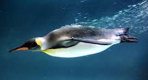 Amazing facts about emperor penguins подробнее. 30 Absolutely Delightful Facts You Never Knew About Penguins