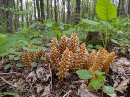 Image result for Orobanchaceae