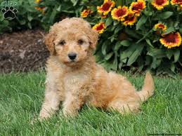This designer breed can also be registered through idcr (international the mini whoodle puppy is intelligent, energetic, affectionate and highly excitable. Katie Whoodle Miniature Puppy For Sale In Pennsylvania Whoodle Puppy Miniature Puppies Whoodle Puppies For Sale