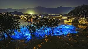淚眼看風景 入夜後的三門仔 海面泛起藍光 如夢似幻 醉人美景原來源於污染 是水質變壞的悲哀 所以藍光被稱為 藍眼淚 攝影師francis so提供圖片