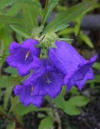 Violet Bell Flowers 3 Jardineria Flores Bellisima