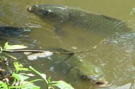 Kolam ikanmu dijamin lebih cantik, deh! Agam Targetkan Produksi Ikan Air Tawar 50 Ribu Ton Di 2020