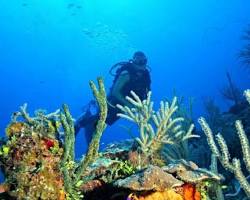 scuba diver exploring a coral reef in Bimini