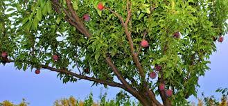 Browse our wide selection of beautiful accent trees, flowering shrubs, perennials & more. Santa Rosa Plum Living In Italy