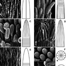 Image result for Athroisma gracile