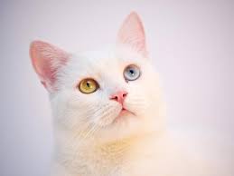 Tetapi, dalam memperoleh kucing asli yang ini tidaklah mudah serta memiliki harga yang sangat mahal. 10 Jenis Kucing Termahal Di Dunia Berapa Harganya Bisnis Liputan6 Com