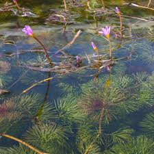 Image result for Cabombaceae