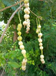 Image result for Maerua angolensis