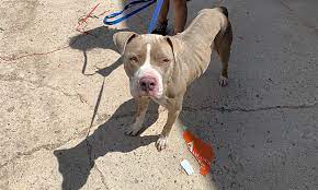 Colorado animal rescue adopt a puppy rezdawg rescue. 7 Cuddly Canines To Adopt Now In Colorado Springs