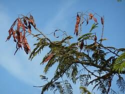 Image result for Acacia ataxacantha