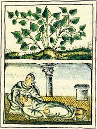 Use Of Tlatlanquaie A Shrub Used To Treat Stomach Disorders Florentine Codex Book Xi Papa Legba Ancient Illustration
