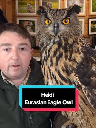 Meet Heidi: The Majestic Eurasian Eagle Owl