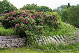 Rugosa Roses As Barrier Hedging Plant Flower Stock Photography Gardenphotos Com Hedging Plants Flower Stock Photography Sloped Garden