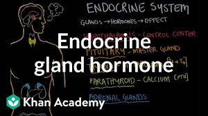 Endocrine Gland Hormone Review Video Khan Academy