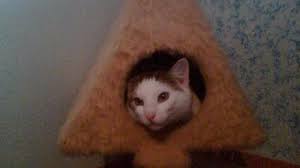 Deine katze pinkelt in die wohnung? Katze Pinkelt Uberall Hin Frag Mutti