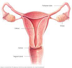 Uterine cancer is the most common gynecological cancer in the united states, with a yearly new cancer case rate of 27.2 per 100,000 people and a yearly death rate of 5 per 100,000 people. Endometrial Cancer Symptoms And Causes Mayo Clinic