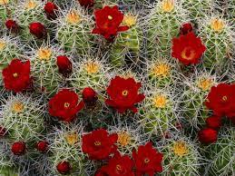 Mire estas 48 fotos de cactus y flores de cactus que encontrará creciendo en el área alrededor de la ciudad capital de arizona. Control De La Floracion En Los Cactus