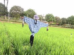 Pesawah digesa lapor manipulasi harga benih padi sah kepada kementerian. Suasana Kampung Di Sawah Maeps Serdang By Mardi Corp Facebook