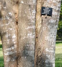 Image result for Ptaeroxylon obliquum