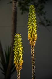 Image result for Aloe buchananii