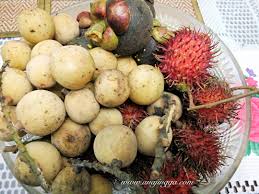 Buah buahan tempatan mp3 & mp4. Bila Musim Buah Buahan Tempatan Muncul Kembali