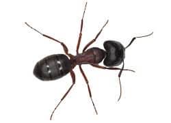 Pesticidal dust materials both flush out hidden ant nests and remove the carpenter ants. American Pest Solutions Pest Control In Western Mass Hartford Ct