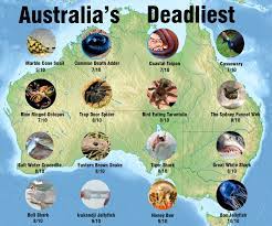 This list was originally put together by the australian museum in sydney and is based on the animals score out of 10 derived from the threat they pose, combined with the likelihood of an encounter. 15 Australia Ideen Australien Reise Australien Reisen