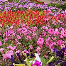 Birth Month Flower Grow Kit Azaleas To Zinnias 12 Beautiful Plants To Grow This Spring Flower Garden Plants Blooming Plants