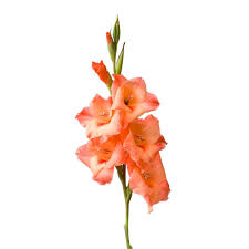 Lovely decorative gladiolus artificial gladiolus flowers direct wholesale. Factory Supply Gladiolus Gandavensis Sword Lily Plural Gladioli Bulb For Planting Buy Wholesale Gladiolus Gandavensis Bulb High Quality Sword Lily Bulb High Germination Rate Plural Gladioli Bulb Product On Alibaba Com