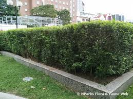 Image result for Murraya paniculata