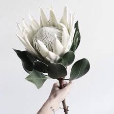 Standards such as roses and carnations are certainly available, but you can also opt for statement pieces such as dahlias or sunflowers during this month. Summer These Last Few Days Of Spring Are Warming Up Nicely We Can Just About Smell The Festive Season Persona Protea Flower White Flowers Beautiful Flowers