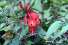 Image result for Holmskioldia