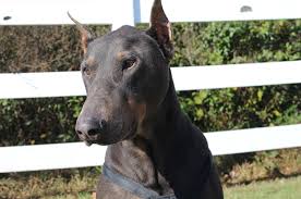 $6,720.00 let's say we have an average litter of 8 puppies now. Blue Doberman Pinscher Complete Breed Guide Animal Corner